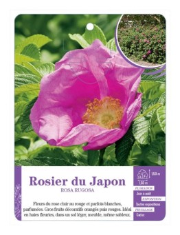 ROSA RUGOSA voir Rosier du Japon