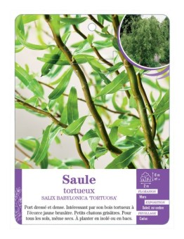 SALIX BABYLONICA TORTUOSA voir Saule tortueux