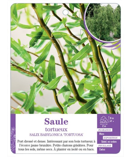SALIX BABYLONICA TORTUOSA voir Saule tortueux
