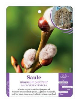 SALIX CAPREA PENDULA voir Saule marsault pleureur