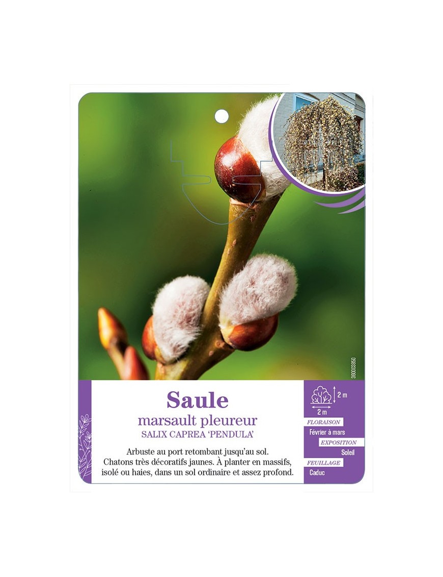 SALIX CAPREA PENDULA voir Saule marsault pleureur