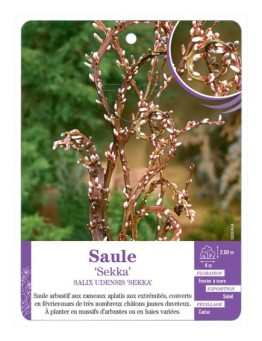 SALIX UDENSIS SEKKA voir Saule