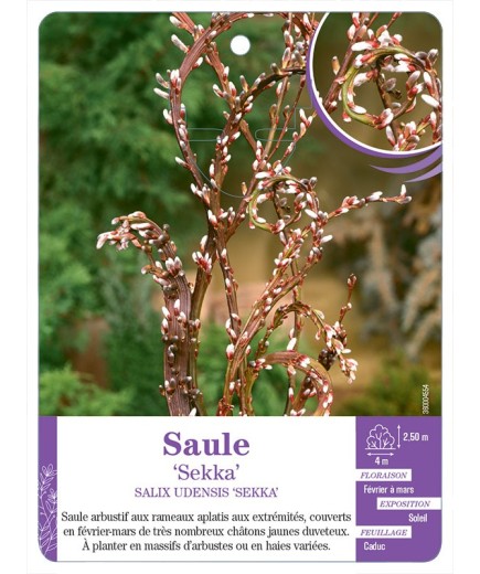 SALIX UDENSIS SEKKA voir Saule