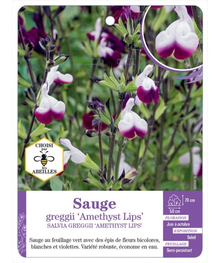 SALVIA GREGGII AMETHYST LIPS soir Sauge