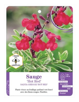 SALVIA GREGGII HOT RED voir Sauge
