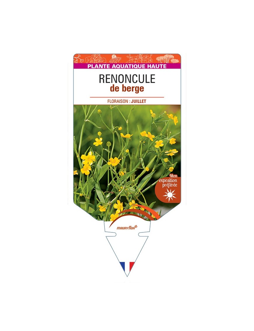 RANUNCULUS flammula voir Renoncule de berge