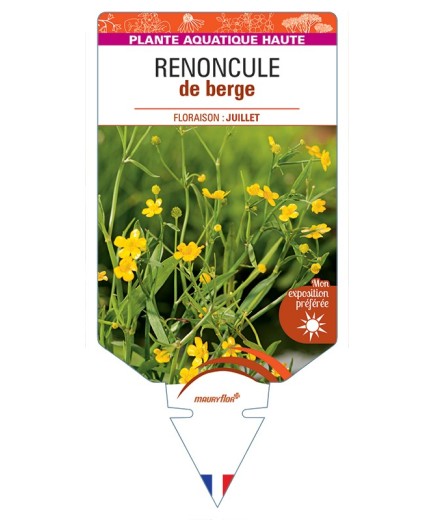RANUNCULUS flammula voir Renoncule de berge