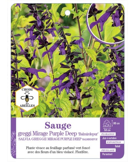 SALVIA GREGGII MIRAGE PURPLE DEEP BALMIRDEPUR voir Sauge