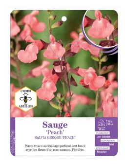 SALVIA GREGGII PEACH voir Sauge