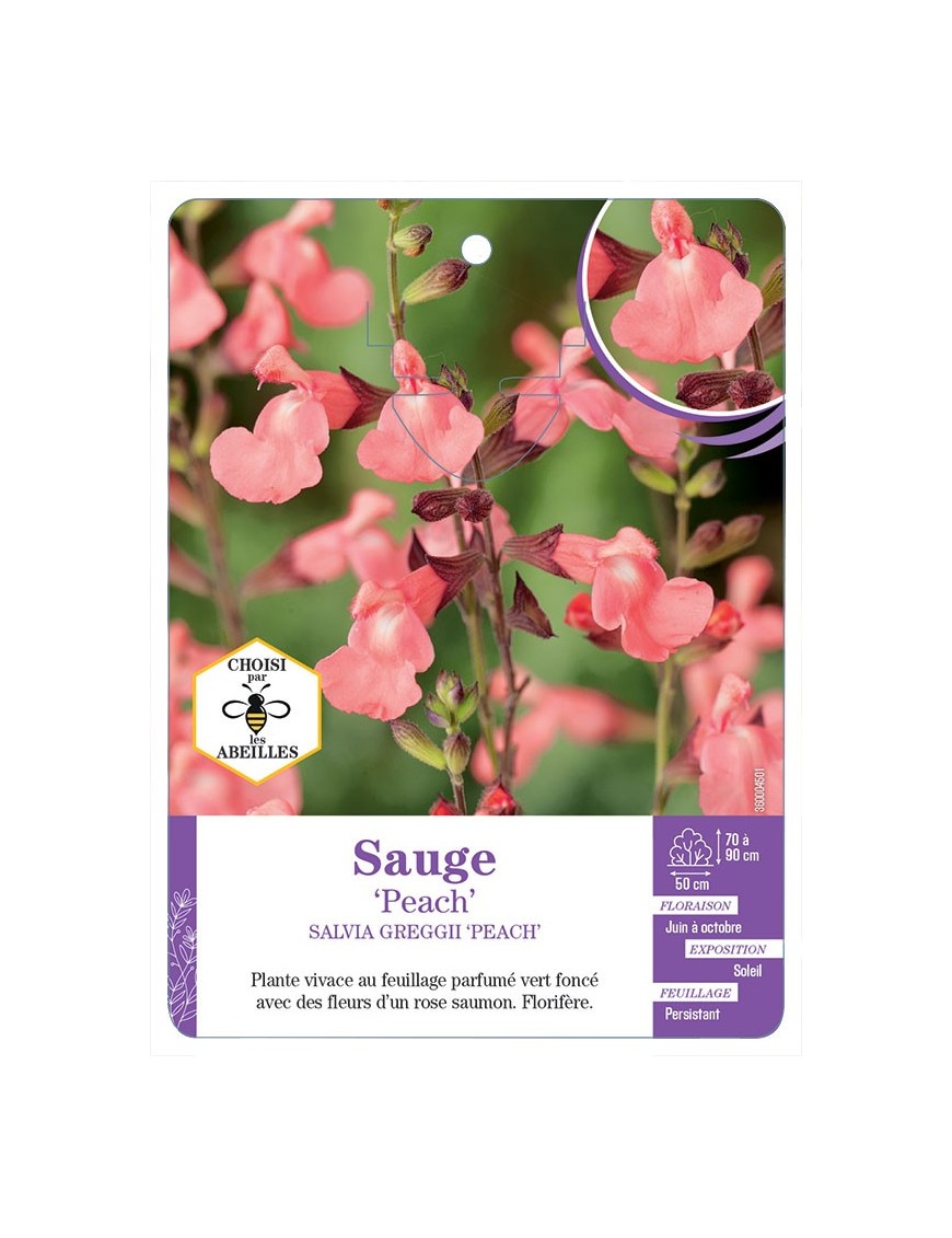 SALVIA GREGGII PEACH voir Sauge