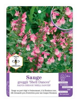 SALVIA GREGGII SHELL DANCER voir Sauge