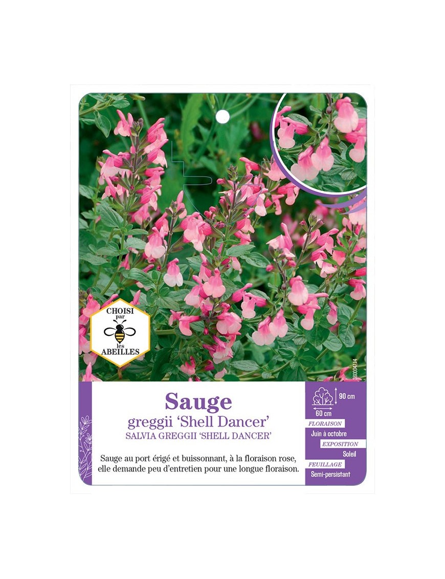 SALVIA GREGGII SHELL DANCER voir Sauge