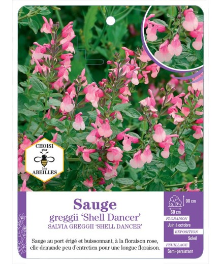 SALVIA GREGGII SHELL DANCER voir Sauge