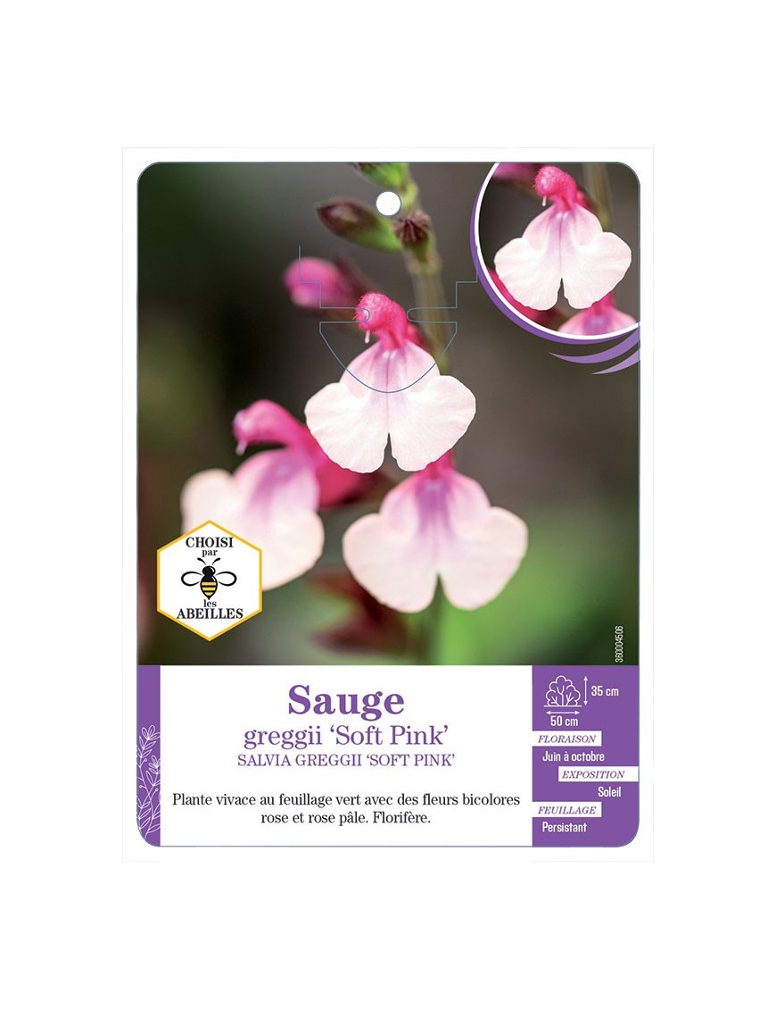 SALVIA GREGGII SOFT PINK voir Sauge