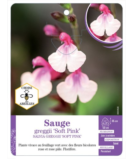 SALVIA GREGGII SOFT PINK voir Sauge