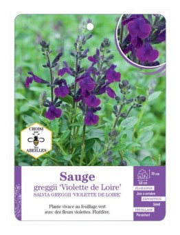 SALVIA GREGGII VIOLETTE DE LOIRE voir Sauge