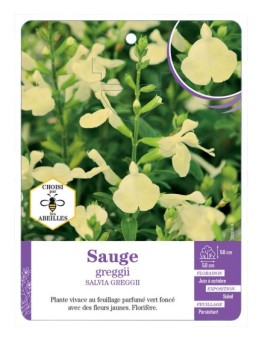 SALVIA GREGGII voir Sauge (jaune)