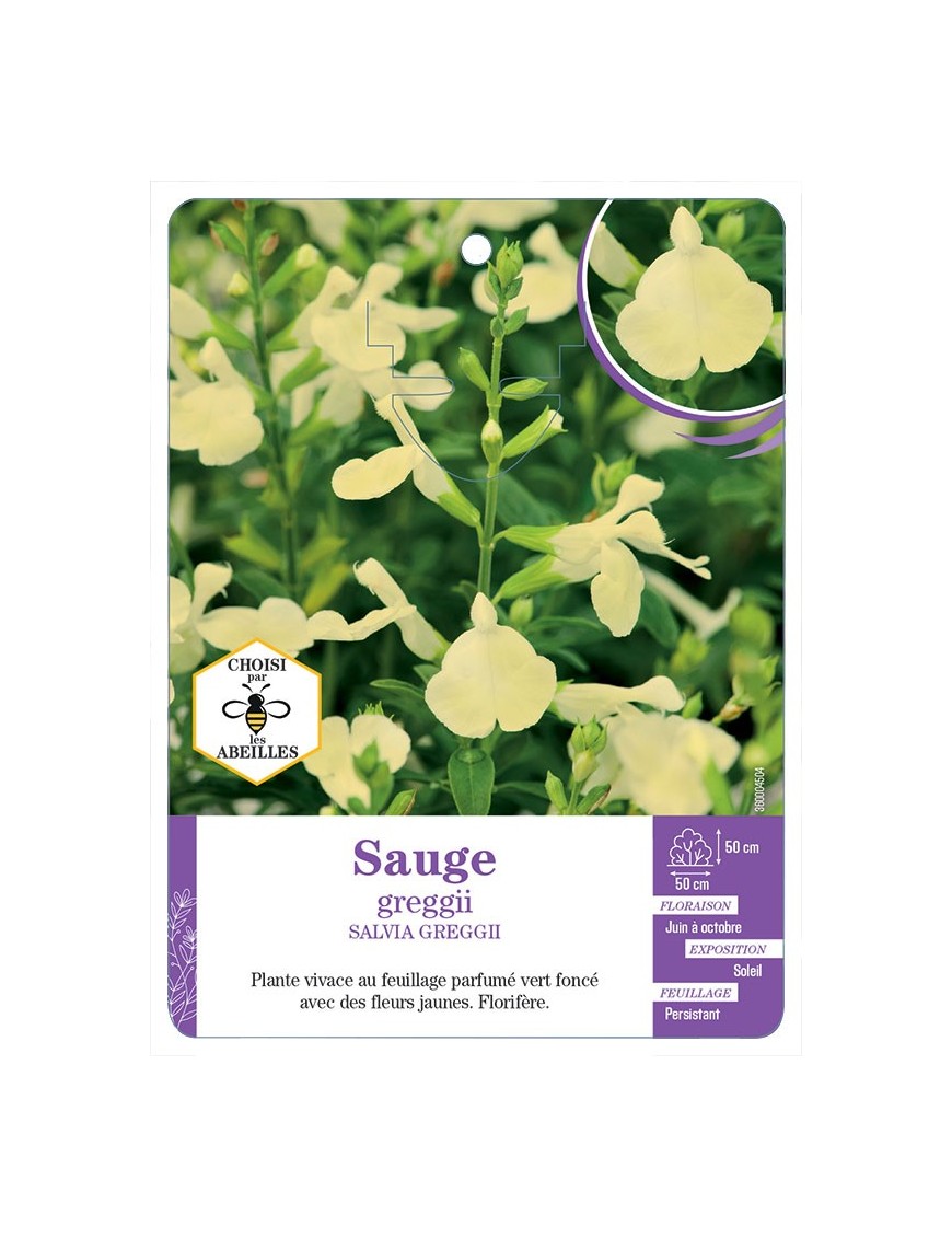 SALVIA GREGGII voir Sauge (jaune)