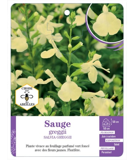 SALVIA GREGGII voir Sauge (jaune)
