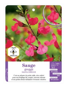 SALVIA GREGGII voir Sauge (rouge)