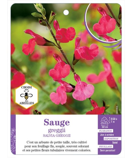 SALVIA GREGGII voir Sauge (rouge)