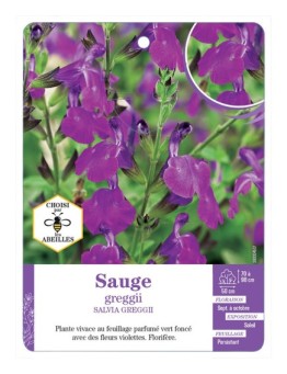 SALVIA GREGGII voir Sauge (violet)