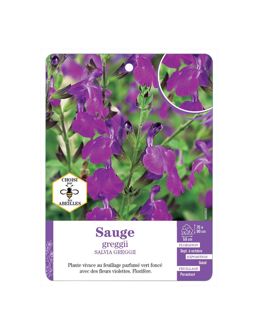 SALVIA GREGGII voir Sauge (violet)