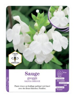SALVIA GREGGIII voir Sauge (blanc)