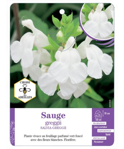 SALVIA GREGGIII voir Sauge (blanc)