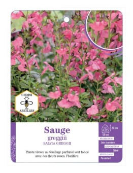 SALVIA GREGGIII voir Sauge (rose)