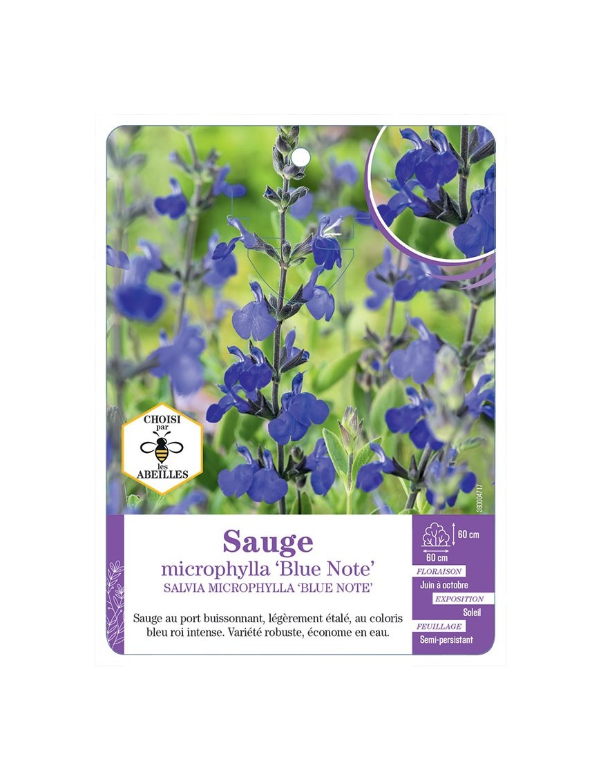 SALVIA MICROPHYLLA BLUE NOTE voir Sauge