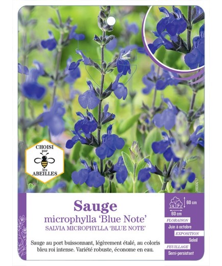 SALVIA MICROPHYLLA BLUE NOTE voir Sauge