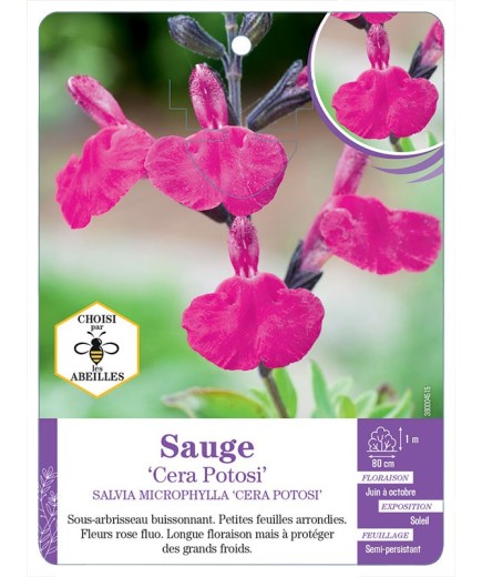 SALVIA MICROPHYLLA CERA POTOSI voir Sauge