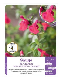 SALVIA MICROPHYLLA GRAHAMII voir Sauge de Graham