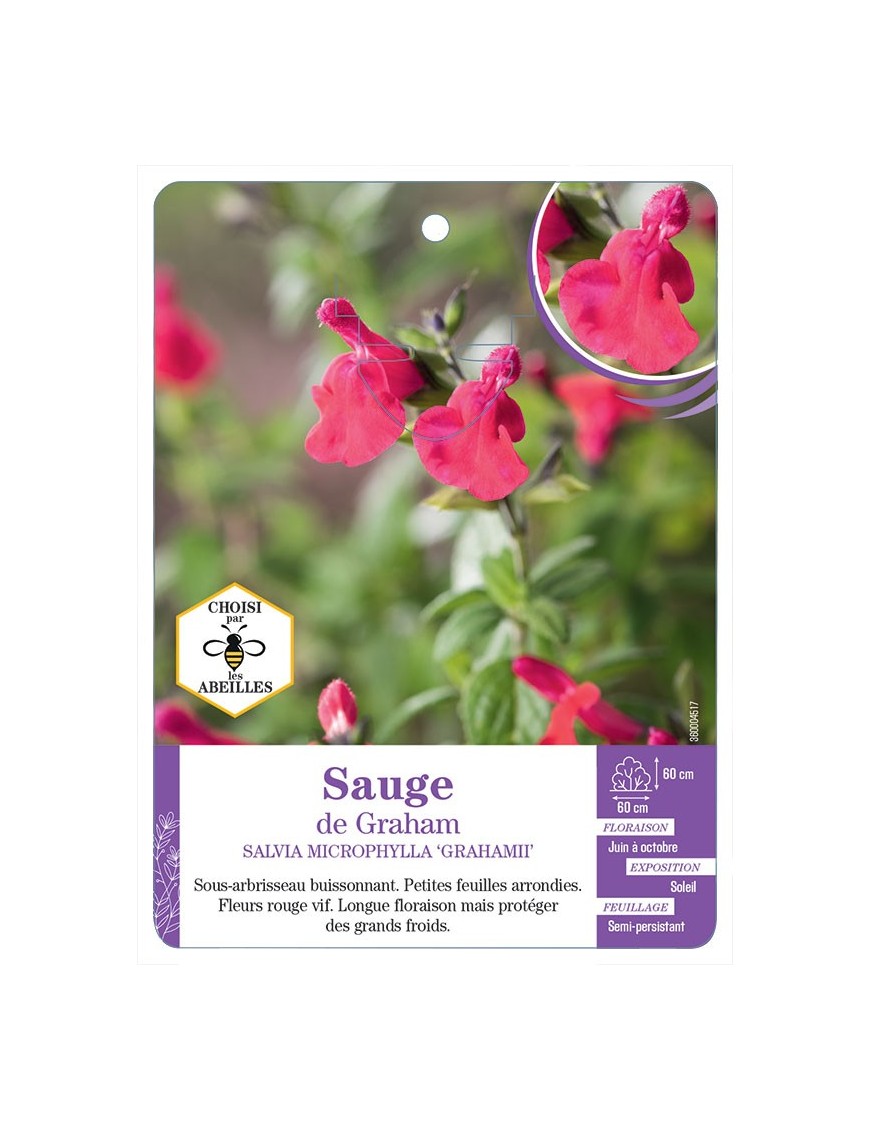 SALVIA MICROPHYLLA GRAHAMII voir Sauge de Graham
