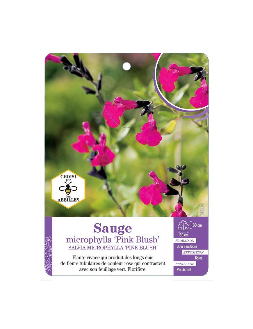 SALVIA MICROPHYLLA PINK BLUSH voir Sauge