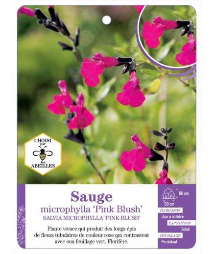 SALVIA MICROPHYLLA PINK BLUSH voir Sauge
