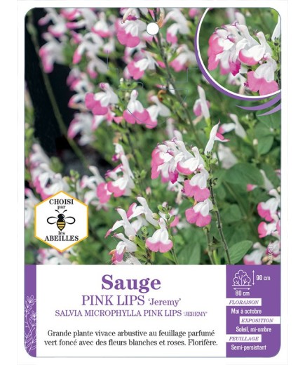 SALVIA MICROPHYLLA PINK LIPS JEREMY voir Sauge