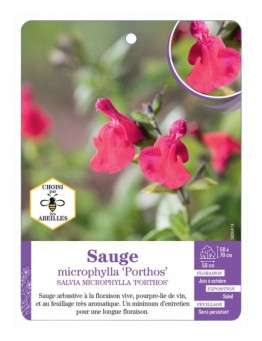 SALVIA MICROPHYLLA PORTHOS voir Sauge
