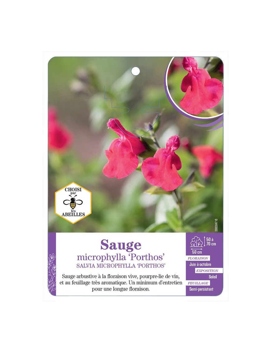 SALVIA MICROPHYLLA PORTHOS voir Sauge