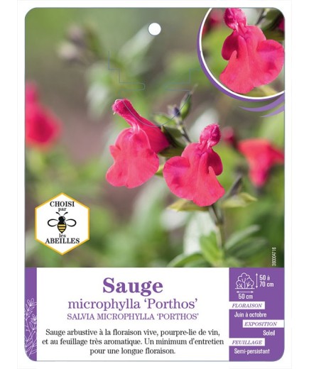 SALVIA MICROPHYLLA PORTHOS voir Sauge