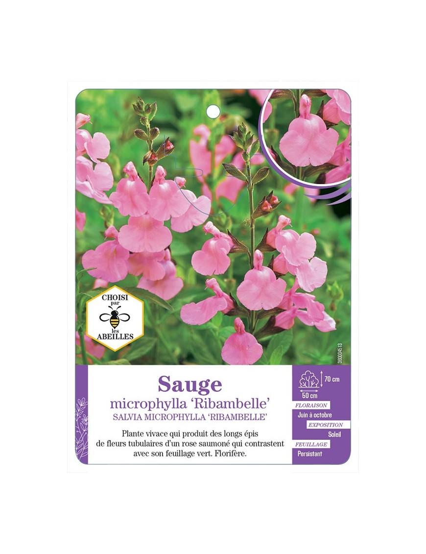 SALVIA MICROPHYLLA RIBAMBELLE voir Sauge