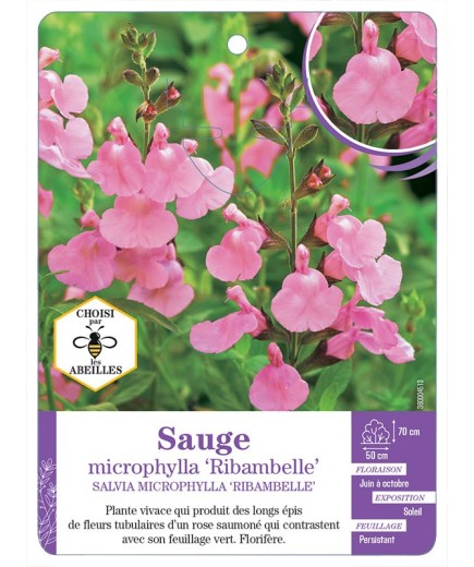 SALVIA MICROPHYLLA RIBAMBELLE voir Sauge
