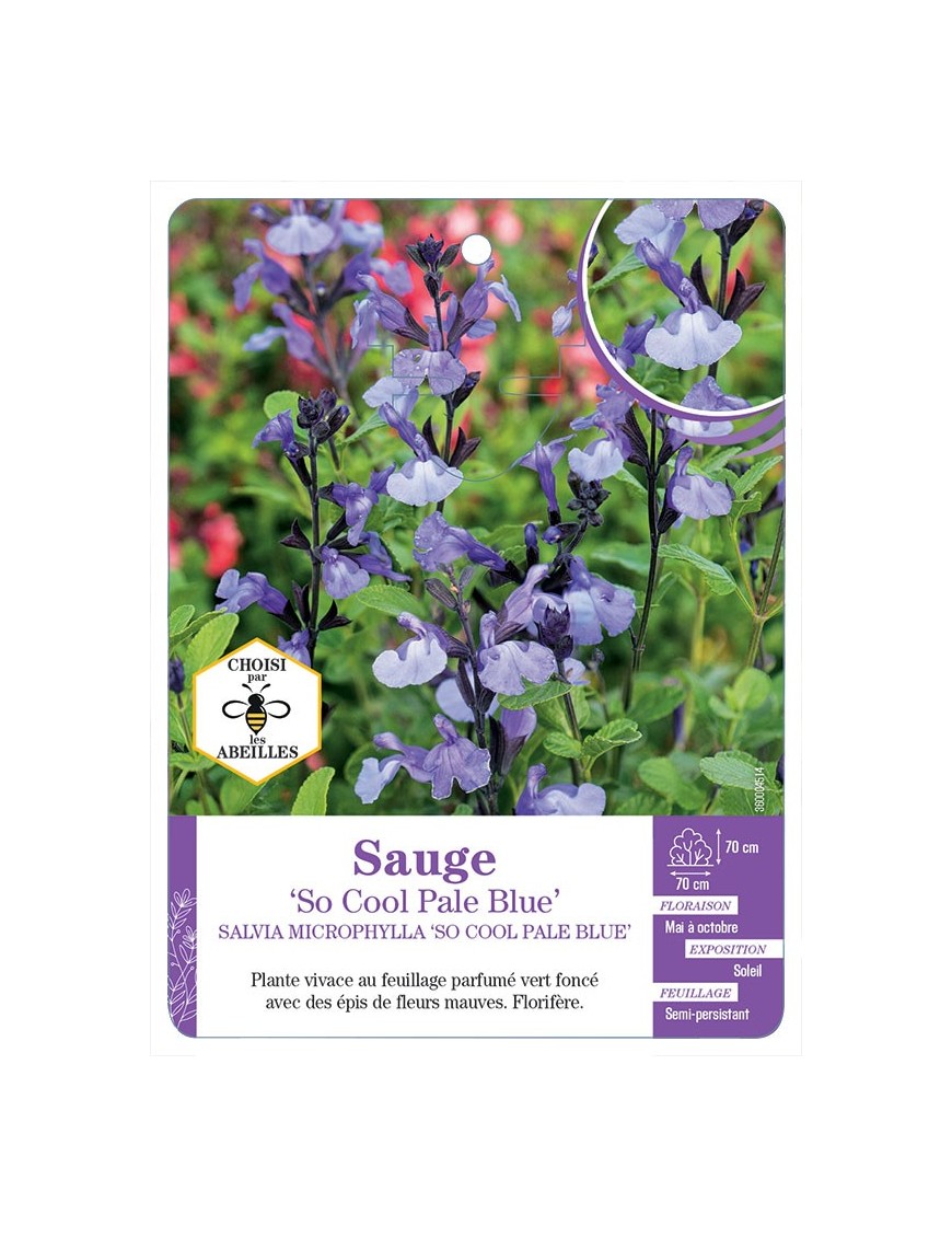 SALVIA MICROPHYLLA SO COOL PALE BLUE voir Sauge
