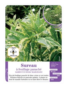 SAMBUCUS NIGRA MARGINATA voir Sureau à feuillage panaché