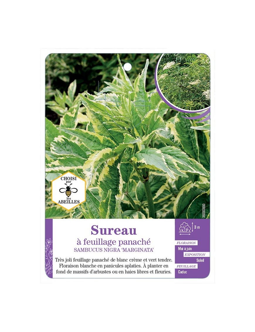 SAMBUCUS NIGRA MARGINATA voir Sureau à feuillage panaché