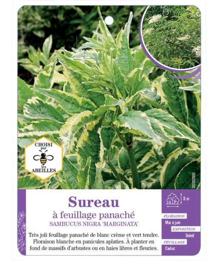SAMBUCUS NIGRA MARGINATA voir Sureau à feuillage panaché