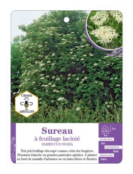 SAMBUCUS NIGRA voir Sureau à feuillage lacinié
