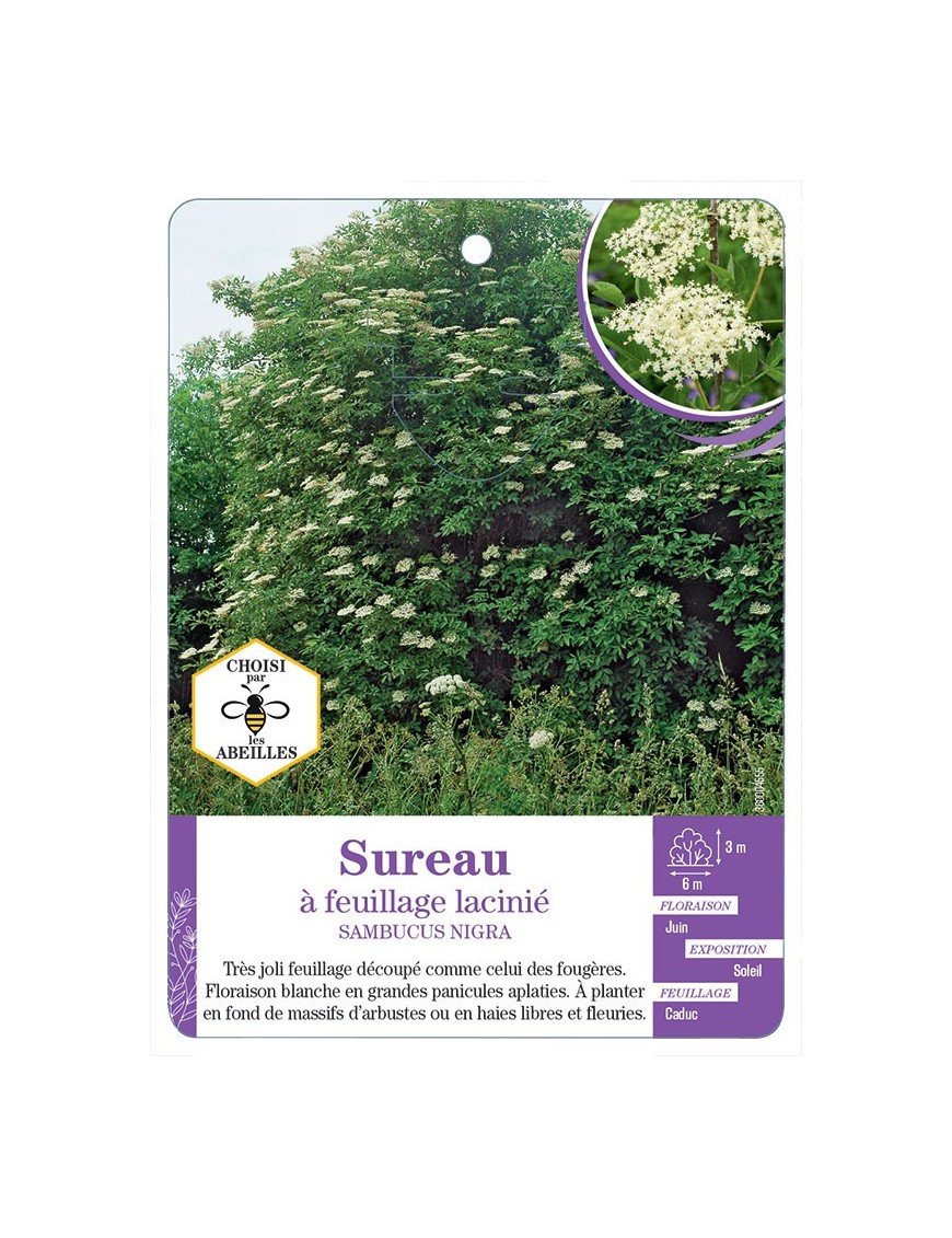 SAMBUCUS NIGRA voir Sureau à feuillage lacinié