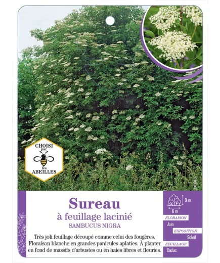SAMBUCUS NIGRA voir Sureau à feuillage lacinié